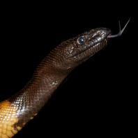 krajta černohlavá - Aspidites melanocephalus