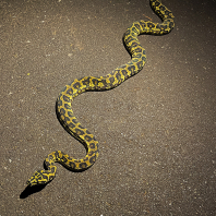 krajta diamantová - Morelia spilota