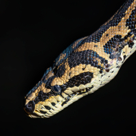 krajta diamantová - Morelia spilota