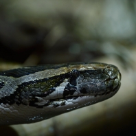 krajta tygrovitá - Python molurus