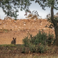 králík divoký - Oryctolagus cuniculus