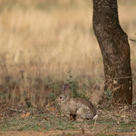 králík divoký - Oryctolagus cuniculus