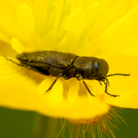 krasec čtyřtečný - Anthaxia...