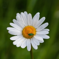 krascovití - Buprestidae