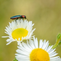 krasec lesknavý - Anthaxia nitidula