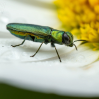 krasec lesknavý - Anthaxia nitidula
