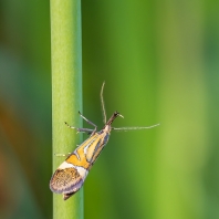 krásněnka jarní - Alabonia staintoniella