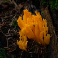 krásnorůžek lepkavý - Calocera viscosa