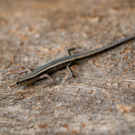 krátkonožka krémopruhá - Cryptoblepharus virgatus
