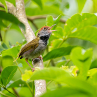 krejčiřík černoprsý - Orthotomus atrogularis