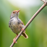 krejčiřík obecný - Orthotomus sutorius