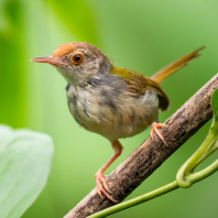 krejčiřík obecný - Orthotomus sutorius