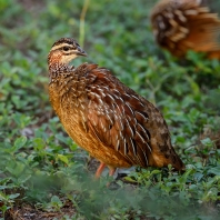 křepelka polní - Coturnix coturnix