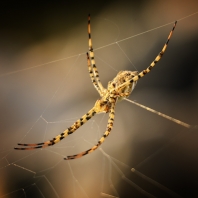 křižák laločnatý - Argiope lobata