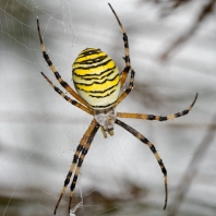 křižák pruhovaný - Argiope bruennichi