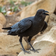 krkavec krátkoocasý - Corvus rhipidurus