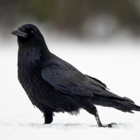 krkavec velký - Corvus corax
