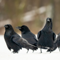 krkavec velký - Corvus corax