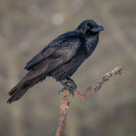 krkavec velký - Corvus corax