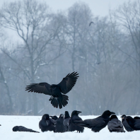 krkavec velký - Corvus corax