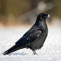 krkavec velký - Corvus corax