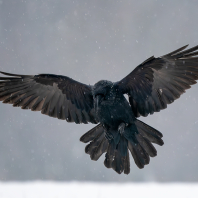 krkavec velký - Corvus corax