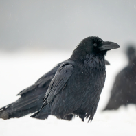 krkavec velký - Corvus corax