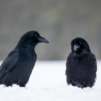 krkavec velký - Corvus corax