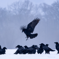 krkavec velký - Corvus corax
