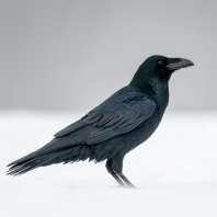 krkavec velký - Corvus corax