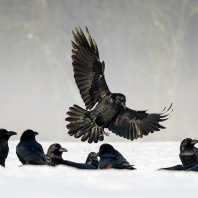 krkavec velký - Corvus corax
