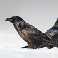 krkavec velký - Corvus corax