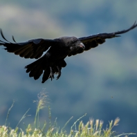 krkavec velký - Corvus corax