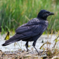 krkavec velký - Corvus corax