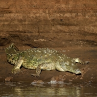 krokodýl americký - Crocodylus acutus