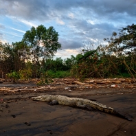 krokodýl americký - Crocodylus acutus