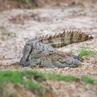 krokodýl bahenní - Crocodylus palustris