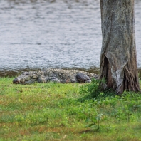 krokodýl bahenní - Crocodylus palustris