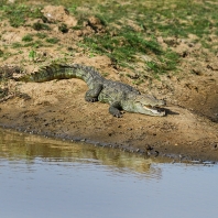 krokodýl bahenní - Crocodylus palustris