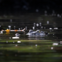 krokodýl mořský - Crocodylus porosus