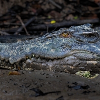 krokodýl mořský - Crocodylus porosus