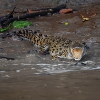 krokodýl mořský - Crocodylus porosus