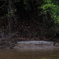 krokodýl mořský - Crocodylus porosus