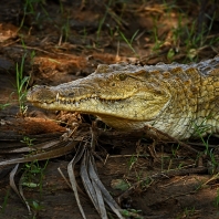 krokodýl nilský - Crocodylus niloticus