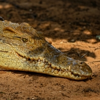 krokodýl nilský - Crocodylus niloticus