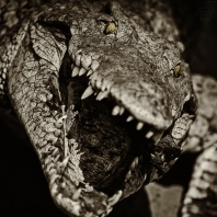 krokodýl nilský - Crocodylus niloticus