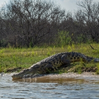 krokodýl nilský - Crocodylus niloticus