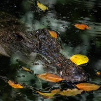 krokodýl siamský - Crocodylus siamensis