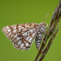 kropenatec jetelový - Chiasmia clathrata