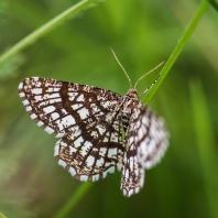 kropenatec jetelový - Chiasmia clathrata